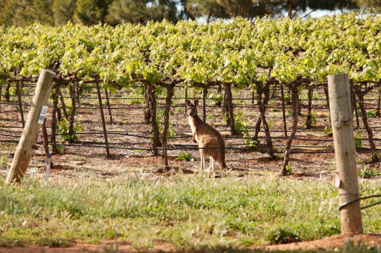Wakefield Wine Giveaway